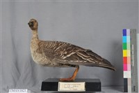 藏品(豆雁)的圖片